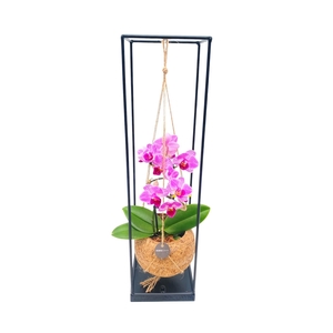 ARR ORCHIDEE