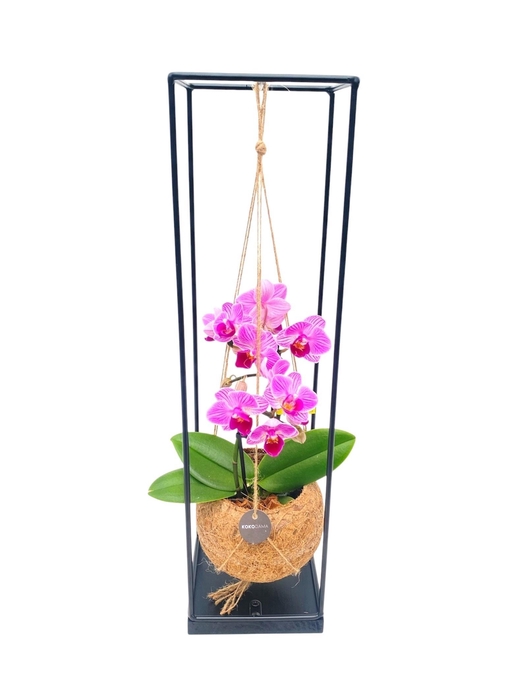 <h4>ARR ORCHIDEE</h4>