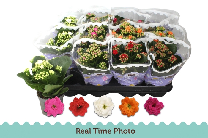 <h4>KAL GE GEM 5 KL</h4>