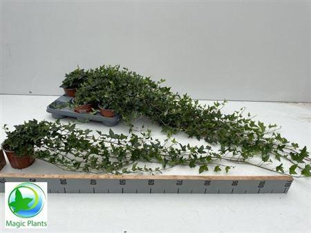 <h4>Hed He Shamrock 85cm Rank</h4>