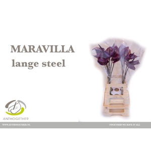 ANTH A MARAVILLA 20 lange steel