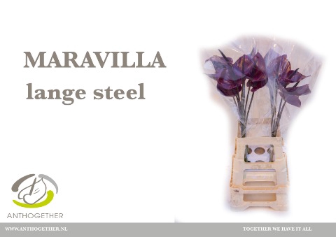 <h4>Anthurium Maravilla</h4>