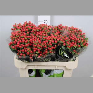 Hyp Tomato Flair
