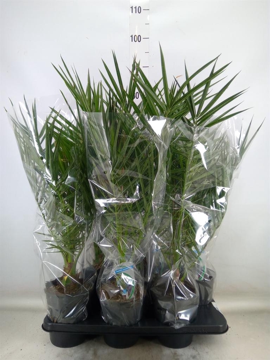 <h4>Phoenix canariensis</h4>