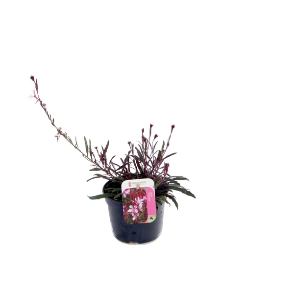 <h4>Gaura lind. Gaudi Light Pink</h4>
