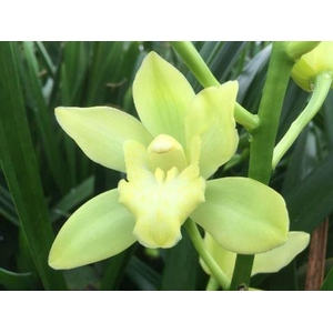Cymb Mi Limoncello Leekade X8