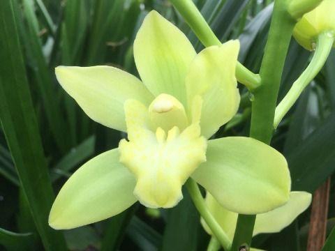 <h4>Cymb Mi Limoncello Leekade X4</h4>