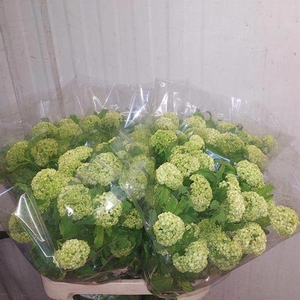 Viburnum Roseum Freiland 4 Kop RW Wolf