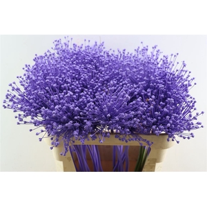 Allium Milka