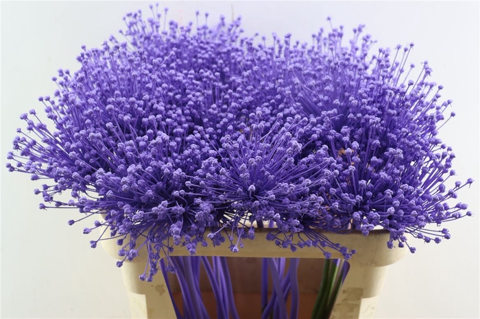 <h4>Allium Milka</h4>