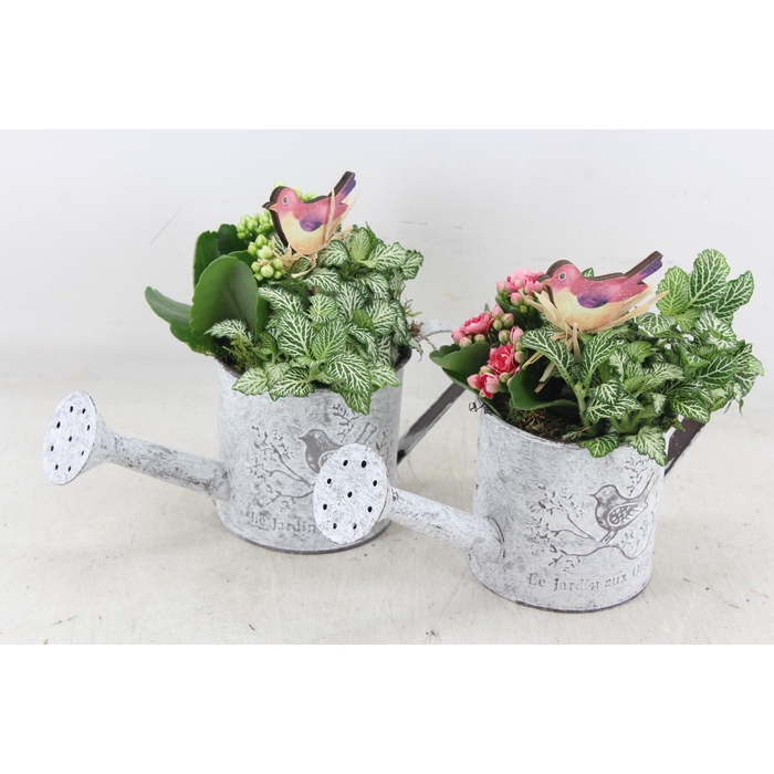 <h4>Arr2 Td - Zink Gieter - Roze/wit</h4>