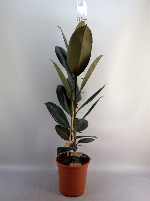 <h4>Ficus elastica 'Abidjan'</h4>