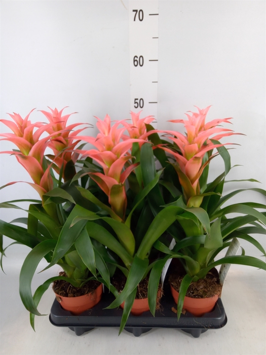 <h4>Guzmania  'Melissa'</h4>