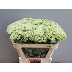 Trach Wh Lake Michig