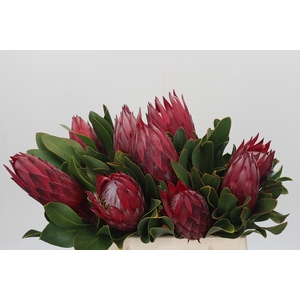 Protea Cynaroides Madiba