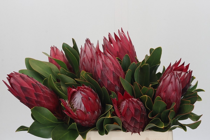 <h4>Protea Cynaroides Madiba</h4>