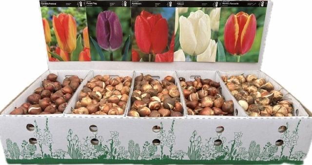 <h4>BLOEMBOL TULIPA</h4>