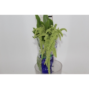 AMARANTHUS VERDE 070 CM VERDE