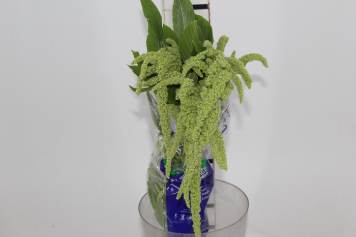 AMARANTHUS VERDE 070 CM VERDE
