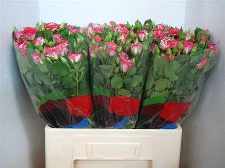 <h4>R Tr Fireworks</h4>