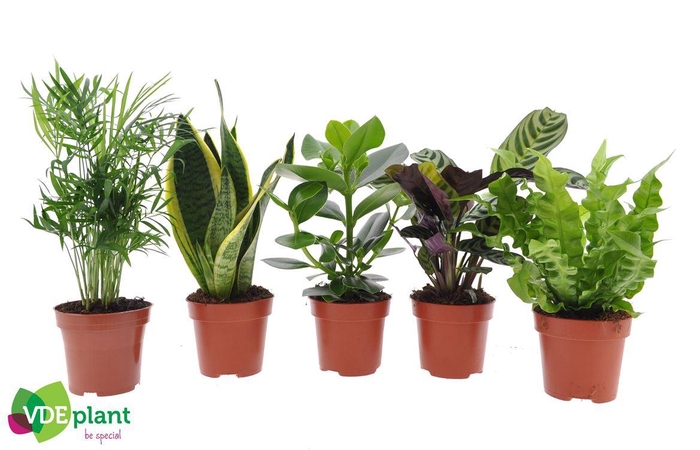 <h4>Ov Kamerplanten Gemengd</h4>