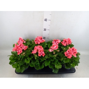 Pelargonium gran.   ..
