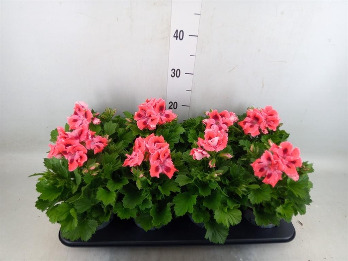 <h4>Pelargonium gran.   ..</h4>