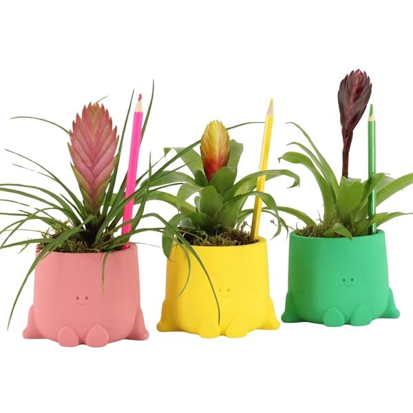 <h4>Arrangementen kamerplanten 6%</h4>