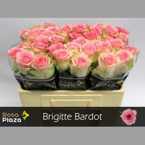 R GR BRIGITTE BARDOT