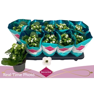 KAL EN ASTERIA WHITE