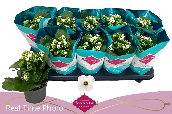 <h4>KAL EN ASTERIA WHITE</h4>