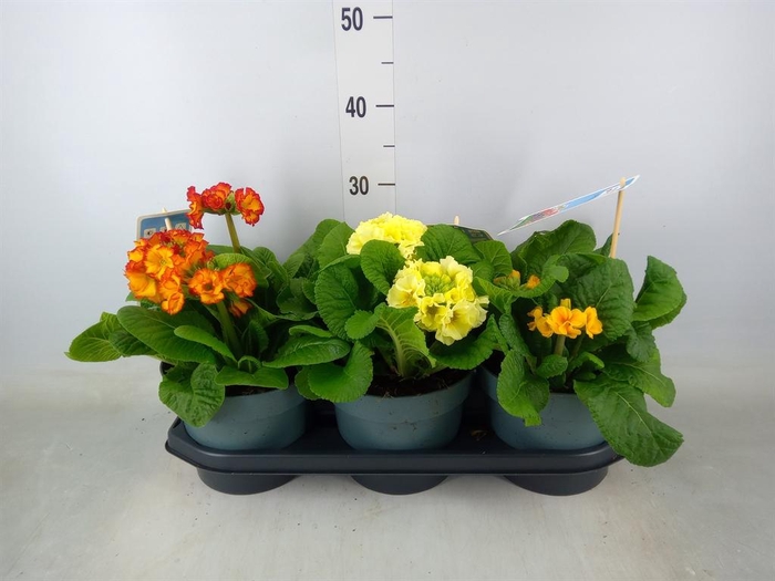 <h4>Primula elat.</h4>