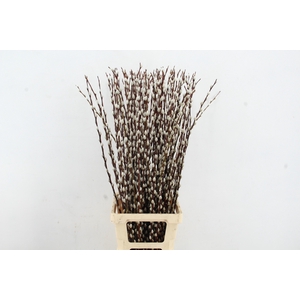 SALIX WILGENKATJES 100CM