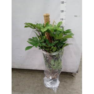 Philodendron pedatum