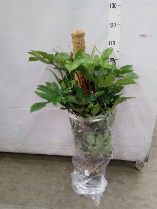 <h4>Philodendron pedatum</h4>