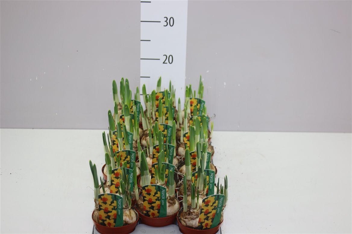 <h4>Narcis Jetfire</h4>