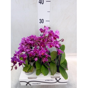 Phalaenopsis   ...mini