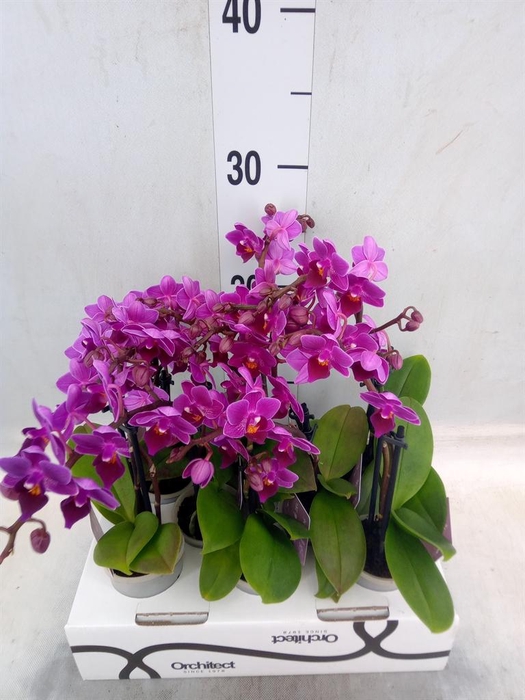 <h4>Phalaenopsis   ...mini</h4>
