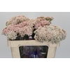 Ozothamnus Cooks Pink