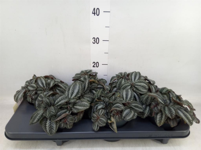 <h4>Pilea  'Norfolk'</h4>