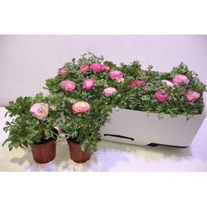 Ranun Sprink Vio Bic