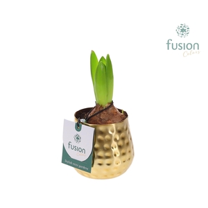 Pot Indian metaal goud XSmall met Hyacinthus