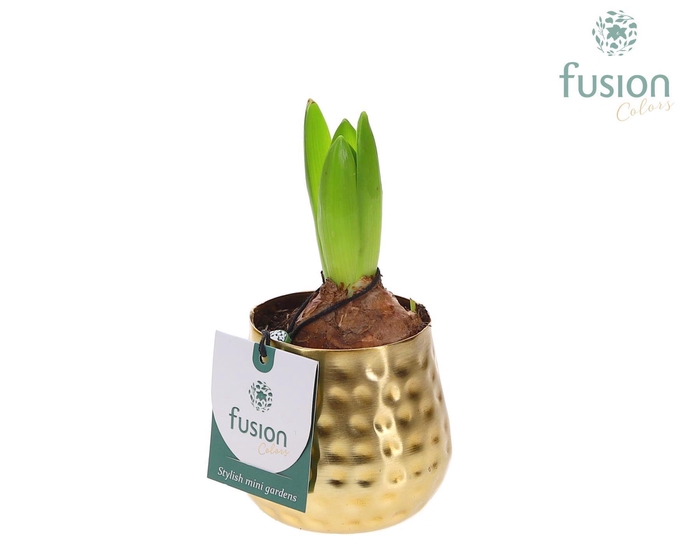 <h4>Pot Indian metaal goud XSmall met Hyacinthus</h4>