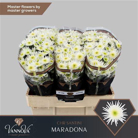 <h4>Chr S Maradona</h4>