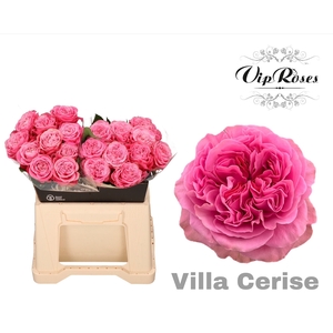 R Gr Villa Cerise