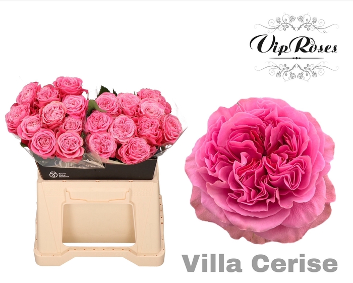 <h4>R Gr Villa Cerise</h4>