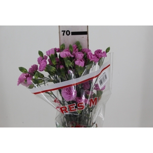 CRAVO SPRAY MILKANA 070 CM