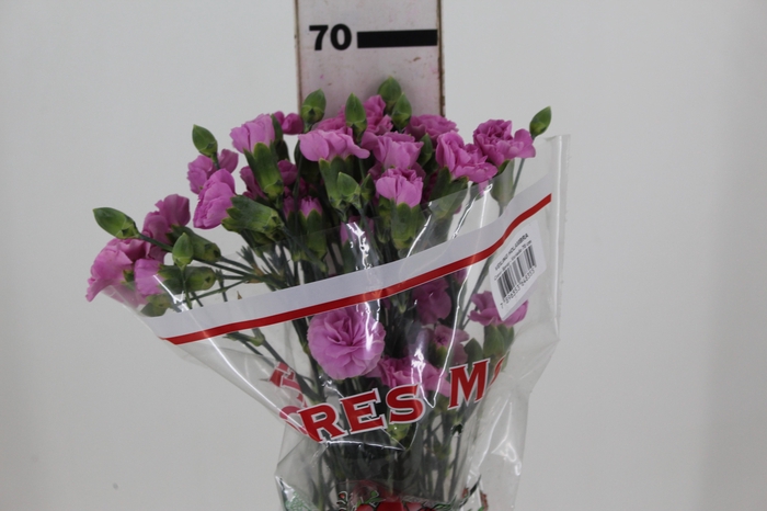 <h4>CRAVO SPRAY MILKANA 070 CM</h4>