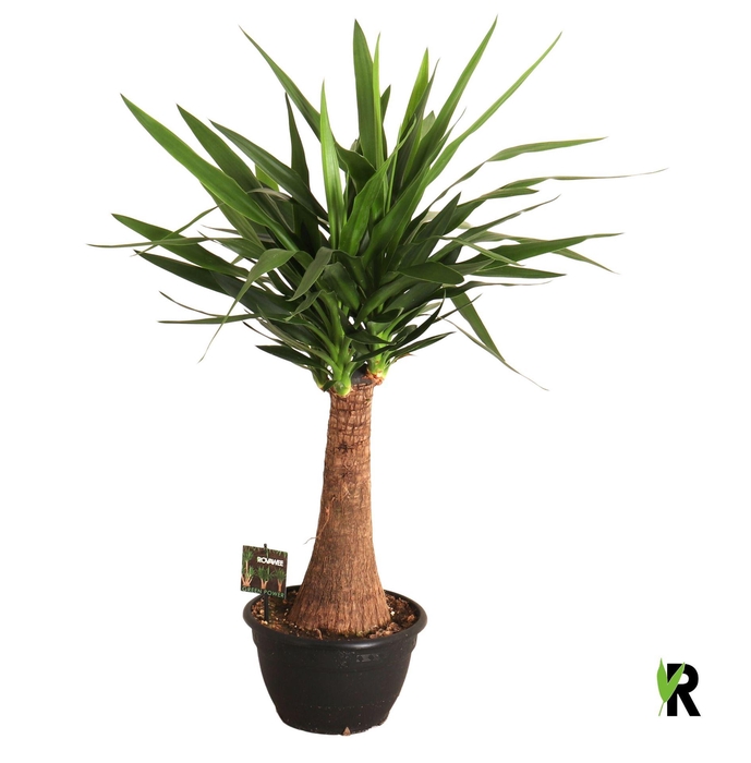 <h4>Yucca elephantipes   ...</h4>