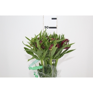 ALSTROEMERIA POMPEII 080 CM